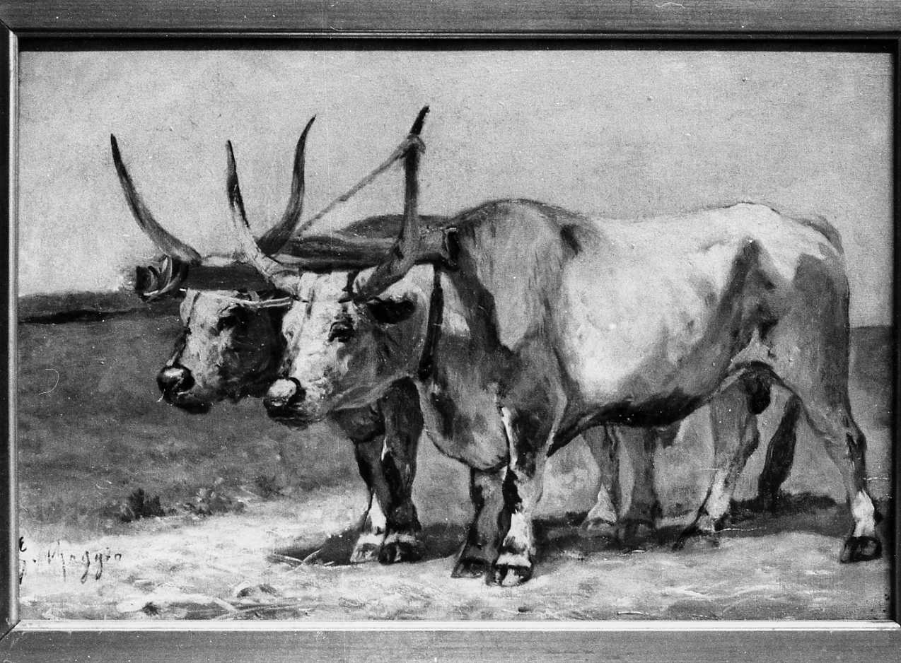 buoi (dipinto) di Raggio Giuseppe (fine/inizio secc. XIX/ XX)