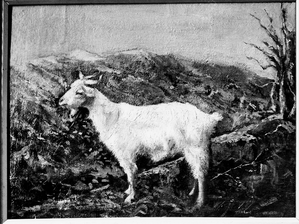 capra (dipinto) - ambito Italia centrale (sec. XIX)