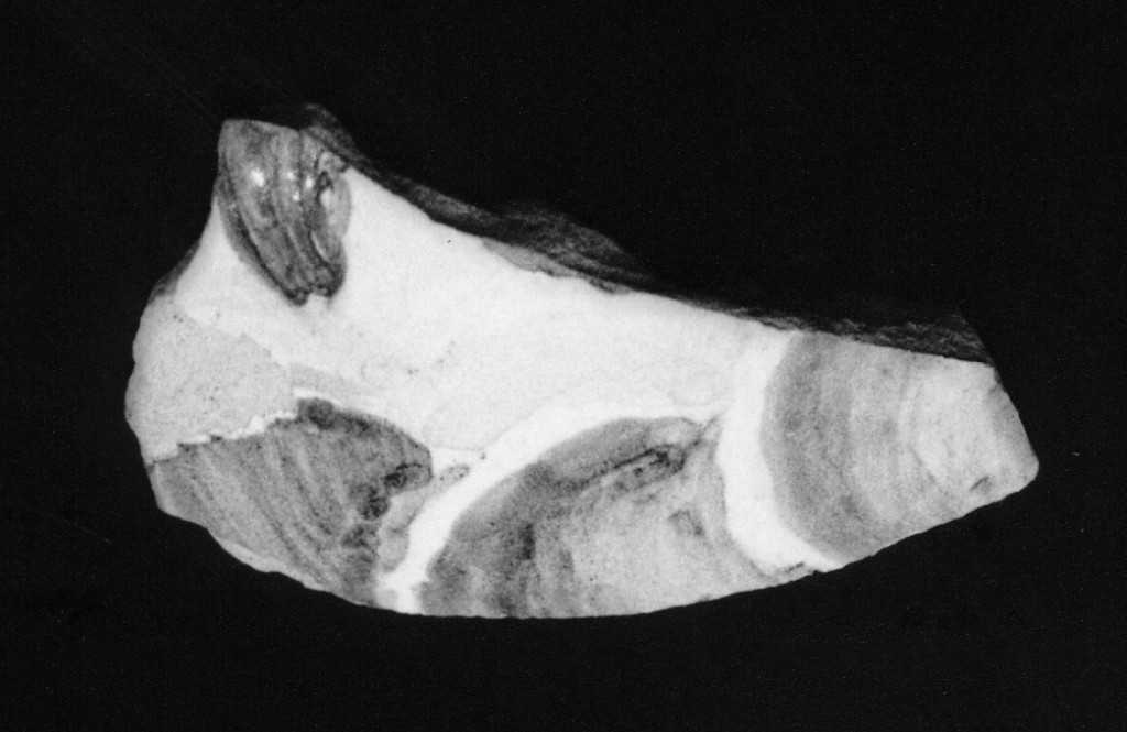 Motivo decorativo floreale (parete di forma chiusa, frammento) - manifattura abruzzese (fine/inizio secc. XVIII/ XIX)