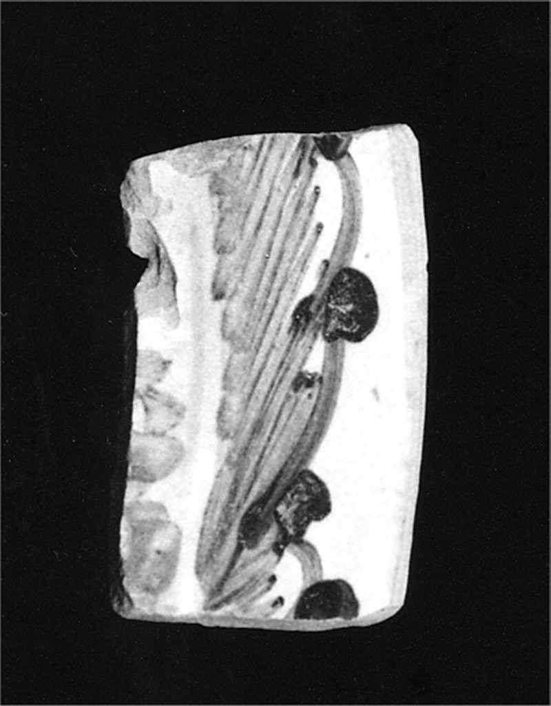 Motivo decorativo (tesa di piatto e cavetto, frammento) - manifattura abruzzese (sec. XVIII)