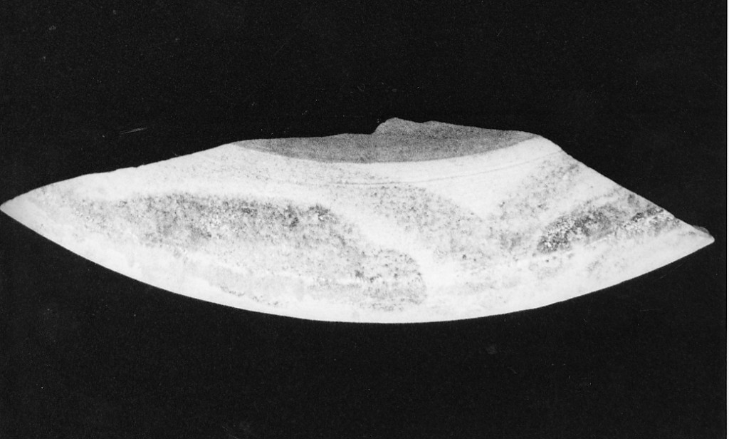 Motivo decorativo (tesa di bacile, frammento) - manifattura abruzzese (fine/inizio secc. XVIII/ XIX)