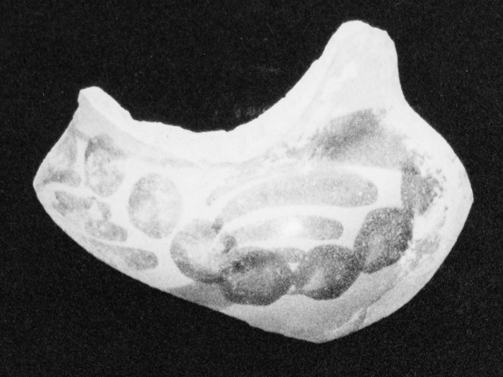 Motivo decorativo floreale (parete di boccale, frammento) - manifattura abruzzese (sec. XVIII)