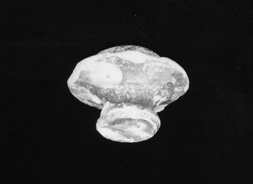 Motivi decorativi astratti (presa) - manifattura abruzzese (fine/inizio secc. XVII/ XVIII)