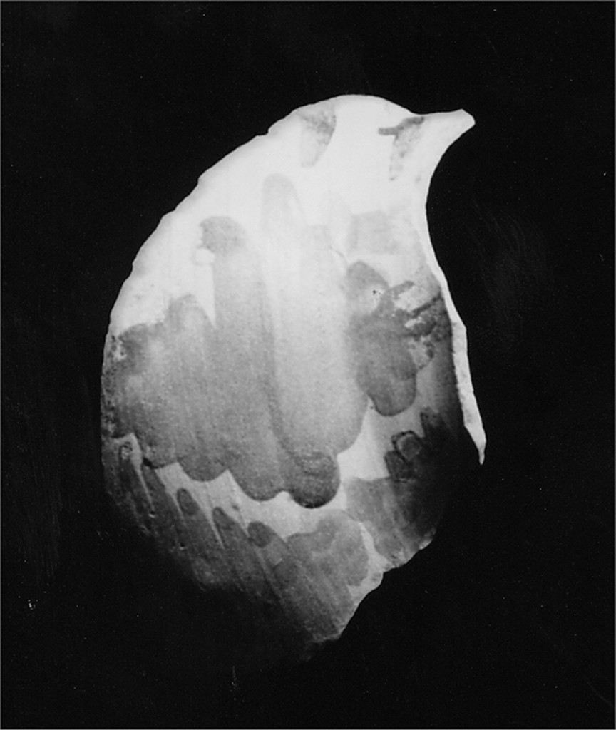 Motivo decorativo floreale (pancia, frammento) - manifattura abruzzese (fine/inizio secc. XVIII/ XIX)