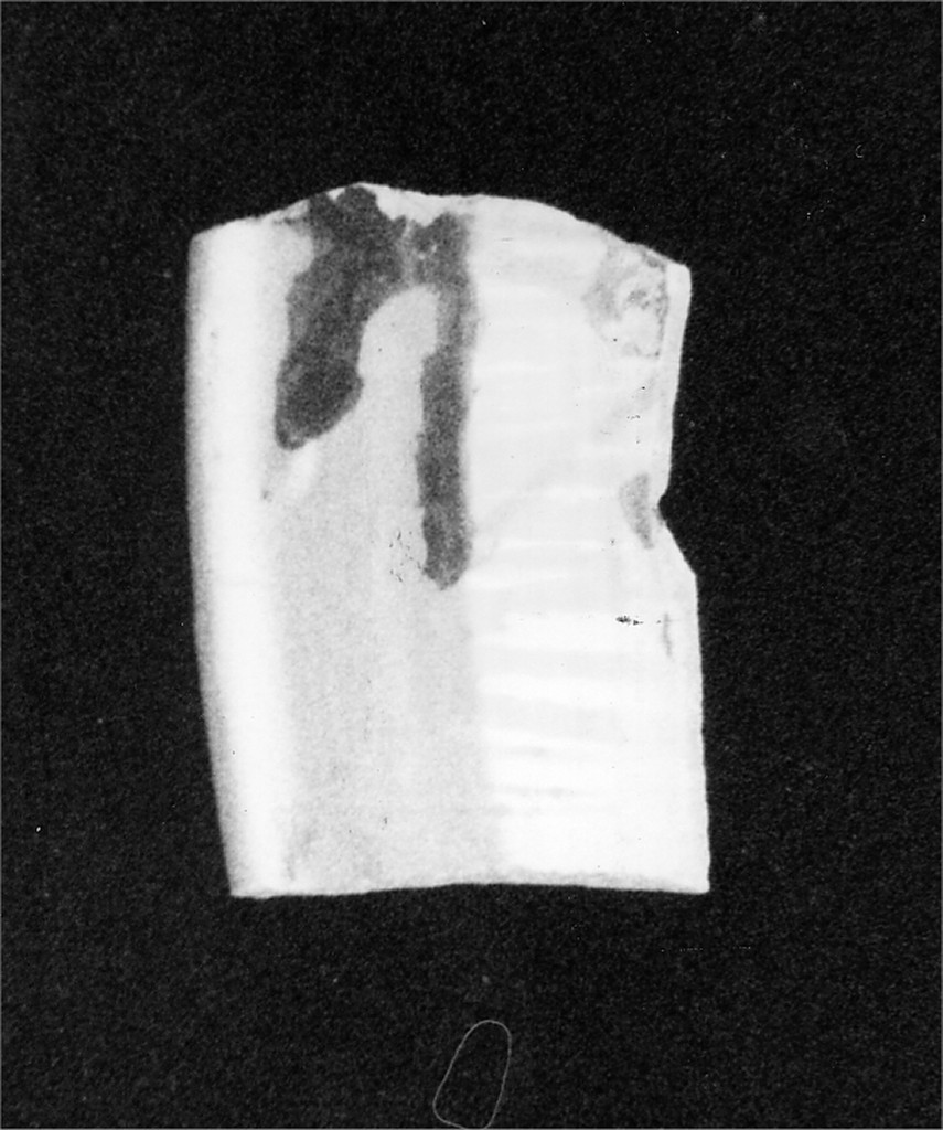 Motivo decorativo (tesa e cavetto di scodella, frammento) - manifattura abruzzese (sec. XIX)