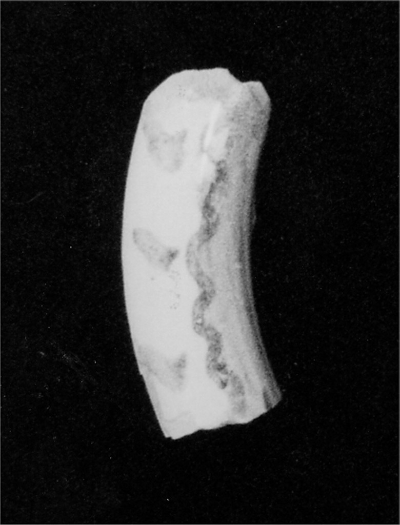 Motivo decorativo (orlo, frammento) - manifattura abruzzese (sec. XVIII)