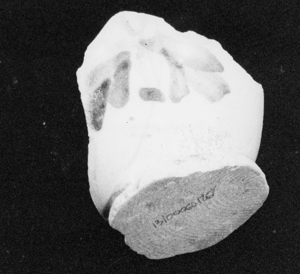 Motivo decorativo vegetale (fondo e parete, frammento) - manifattura abruzzese (fine/inizio secc. XVIII/ XIX)