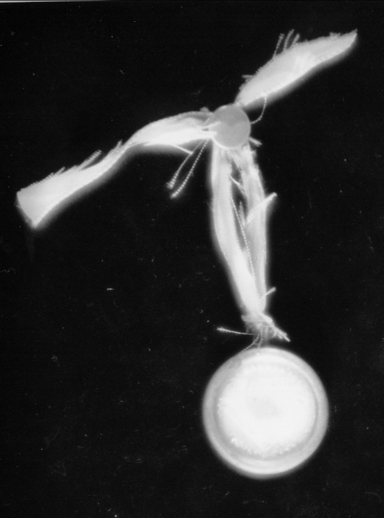 reliquiario a capsula - a pendente - produzione Italia centro-meridionale (sec. XIX)