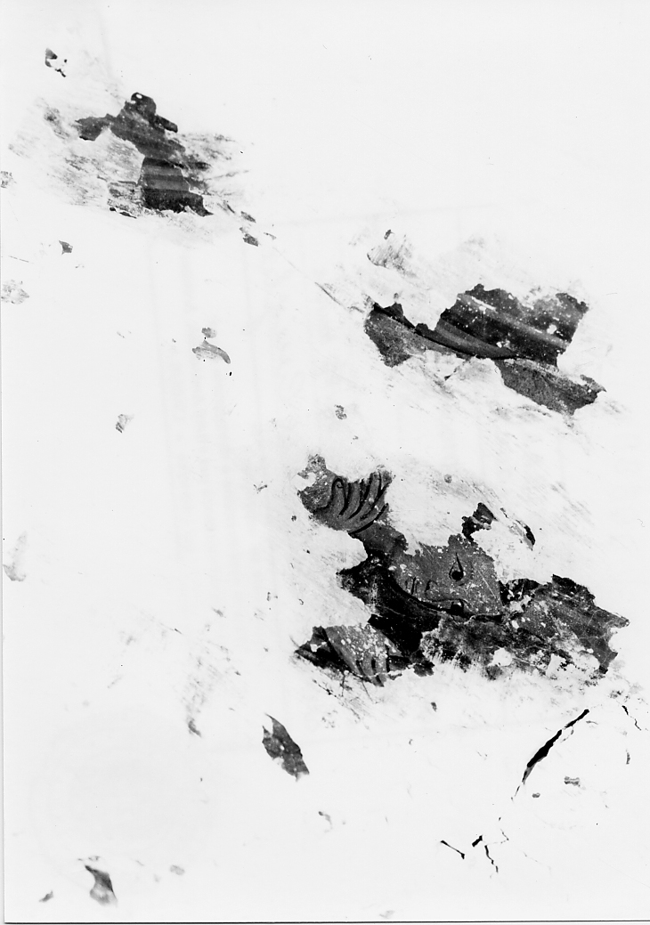 testa di giovane di profilo (dipinto, frammento) - ambito Italia centrale (fine/inizio secc. XIII/ XIV)