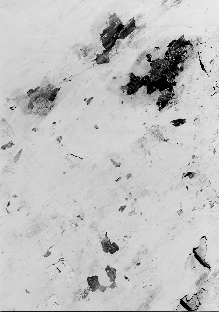 testa di giovane di profilo (dipinto, frammento) - ambito Italia centrale (fine/inizio secc. XIII/ XIV)