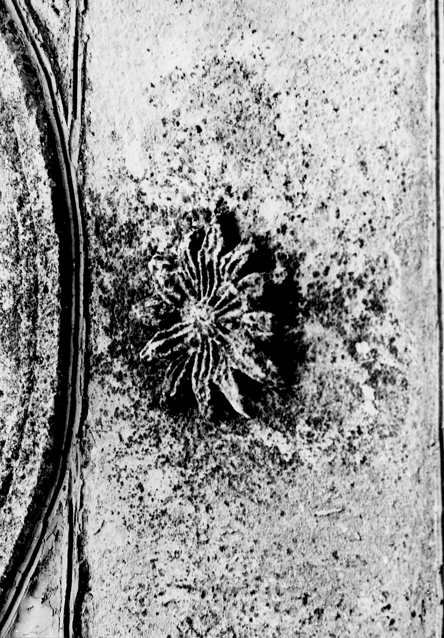 rilievo, opera isolata - bottega abruzzese (fine/inizio secc. XVII/ XVIII)