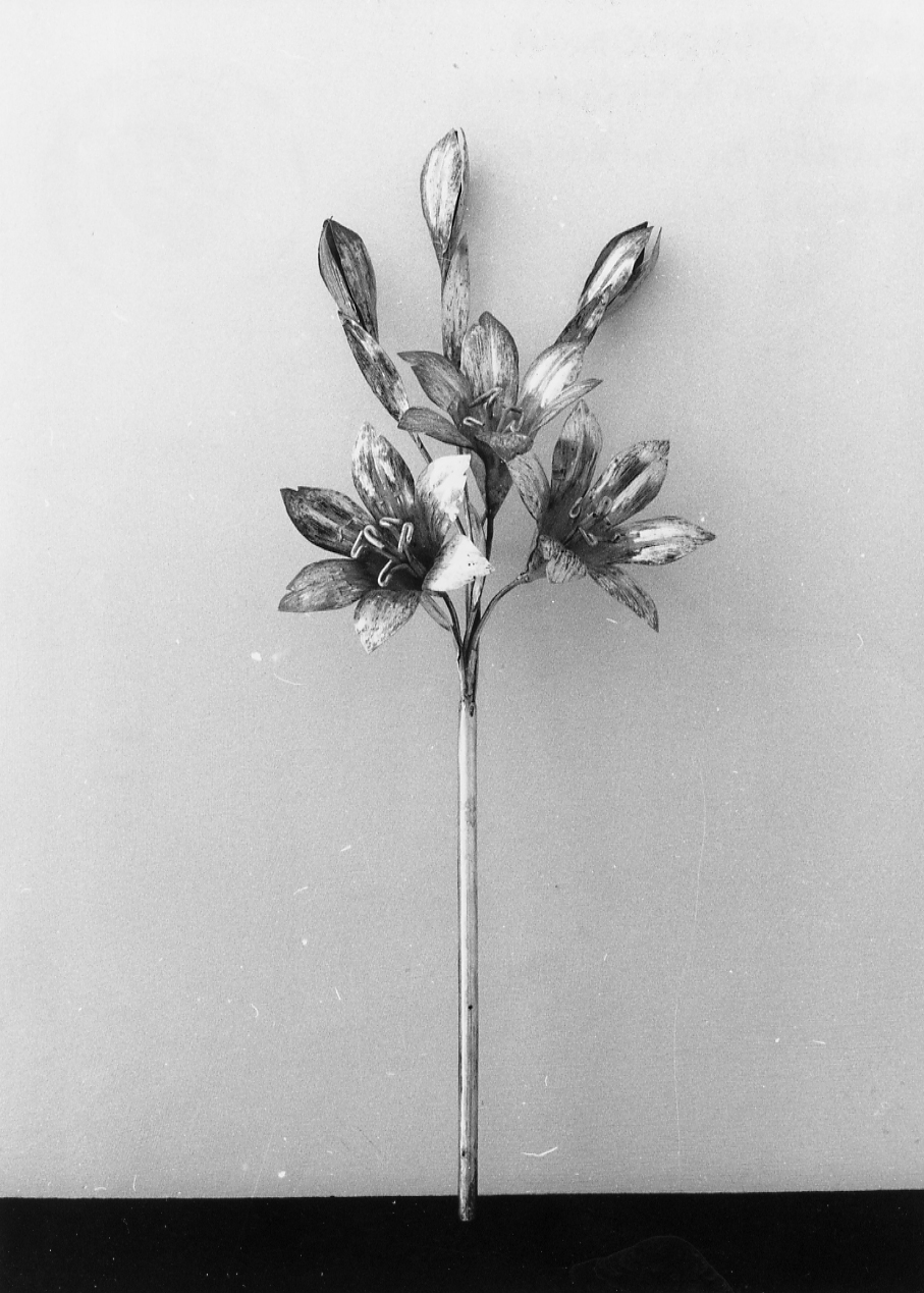 fiore di giglio (attributo iconografico di immagine sacra) - ambito Italia centrale (sec. XIX)