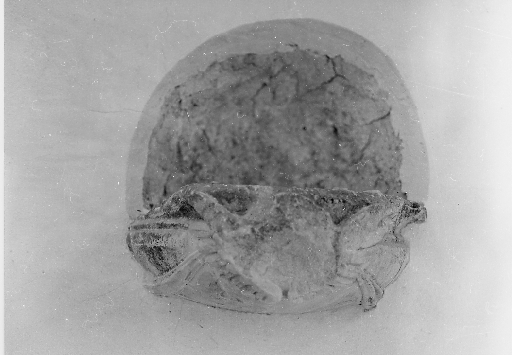 acquasantiera da parete, opera isolata - ambito abruzzese (fine/inizio secc. XVII/ XVIII)