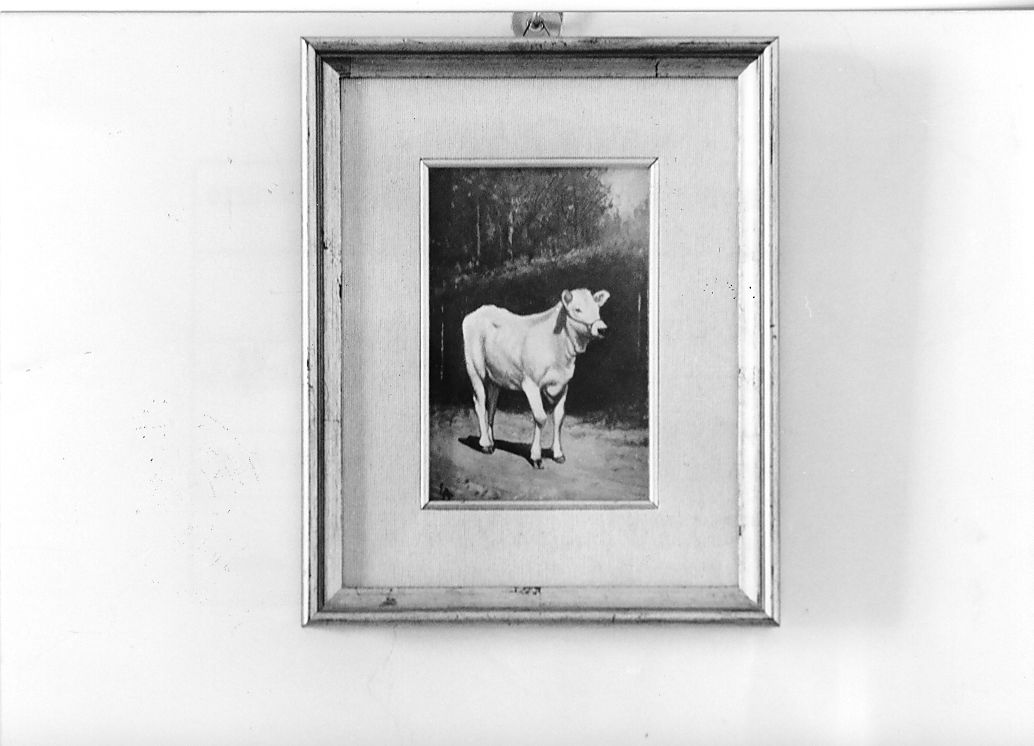 Vitello, animale (dipinto, opera isolata) di Aurini Ernesto (secondo quarto sec. XX)