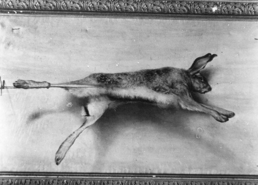 natura morta con cacciagione (dipinto, opera isolata) di De Maulo Egidio (attribuito) (seconda metà sec. XIX)