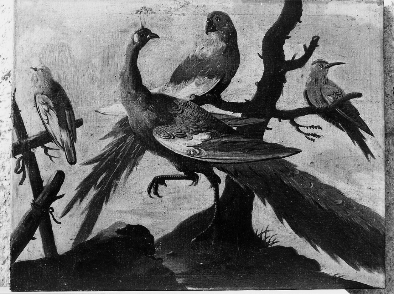 UCCELLI (dipinto) - ambito abruzzese (sec. XVIII)