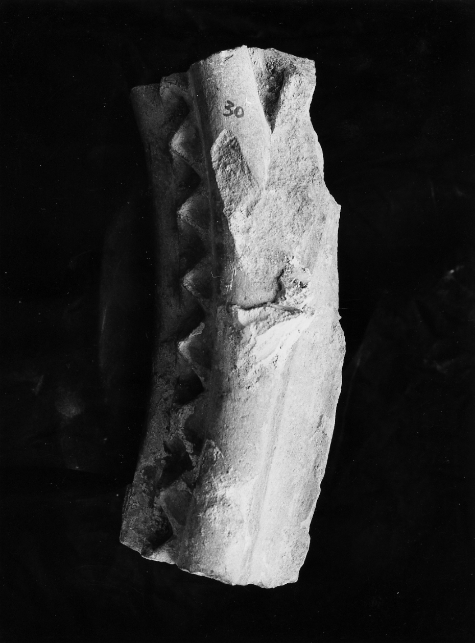 MOTIVI DECORATIVI VEGETALI (arco, frammento) - ambito Italia centrale (sec. XV)