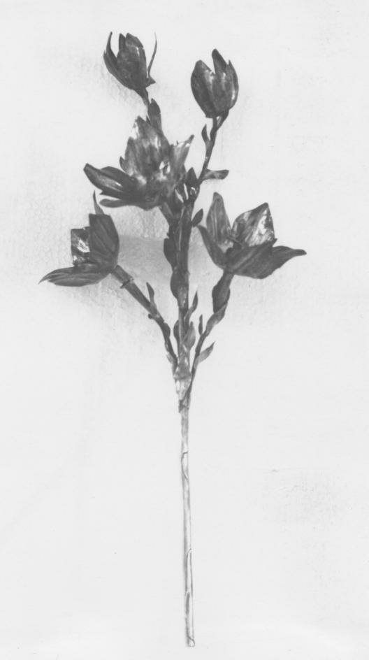 attributo iconografico di immagine sacra - bottega napoletana (metà sec. XVIII)