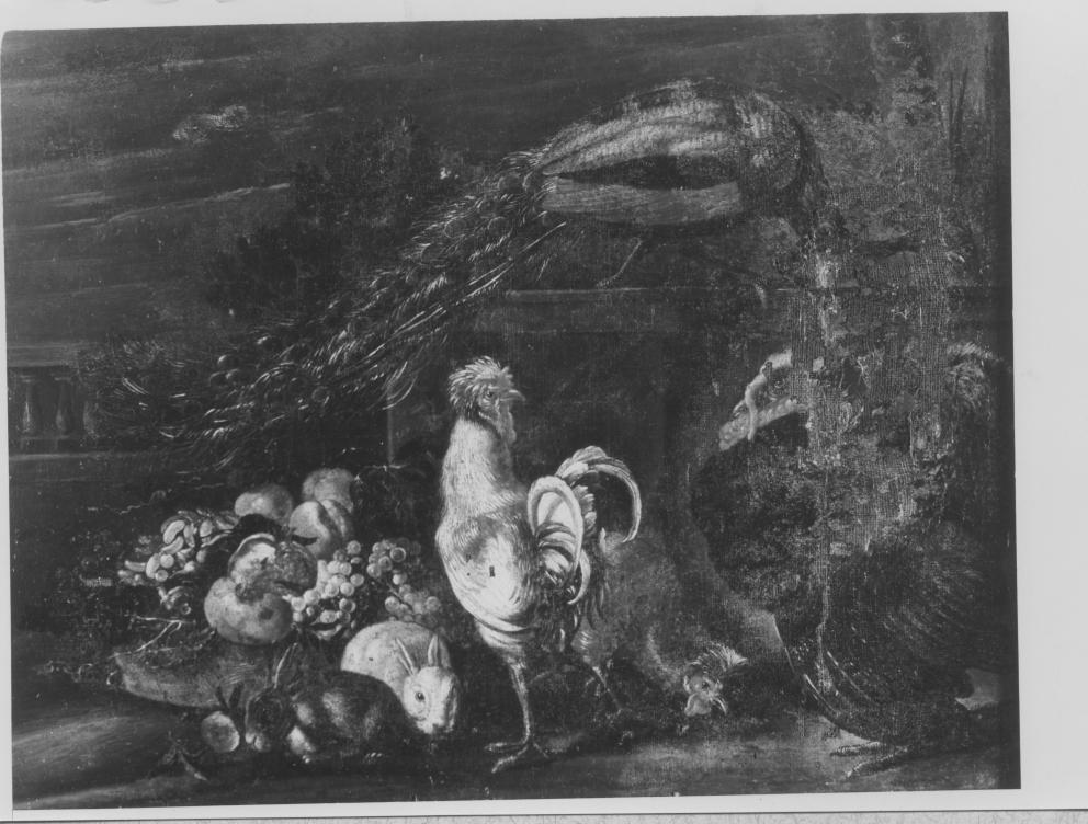Natura morta con pavone, gallo e conigli (dipinto) - ambito napoletano (seconda metà sec. XVII)
