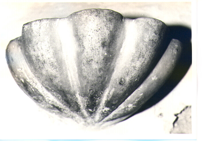 acquasantiera - a conchiglia - bottega lucana (sec. XVII)