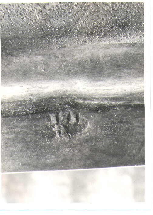 corona di Sisino Gabriele (sec. XIX)