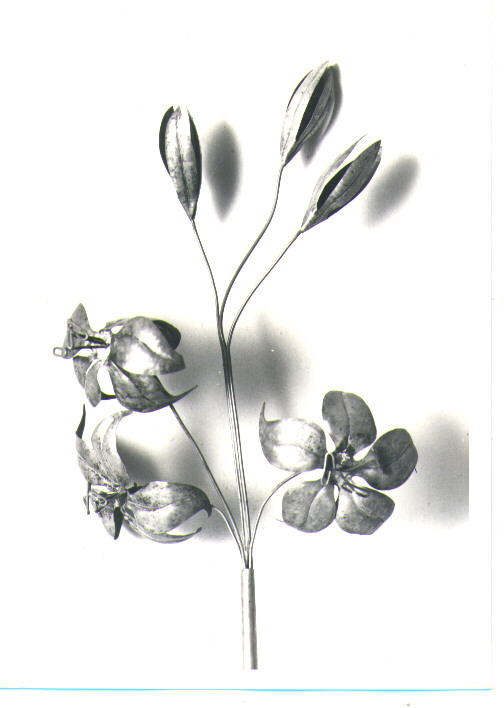 attributo iconografico di immagine sacra - bottega napoletana (fine sec. XIX)