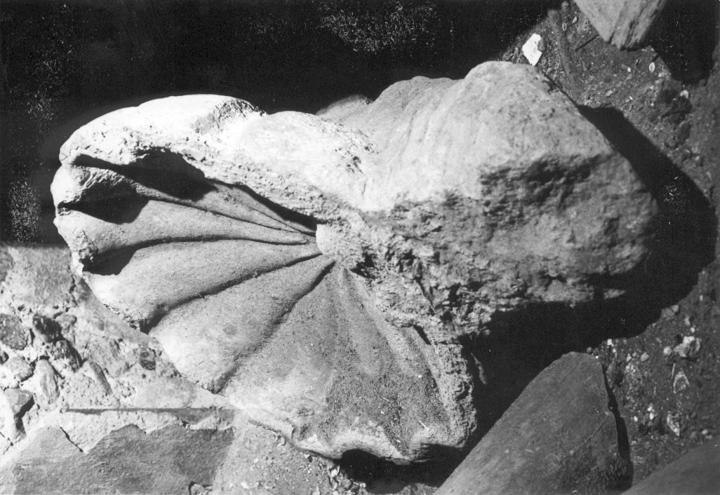 acquasantiera - a conchiglia - bottega lucana (seconda metà sec. XVIII)