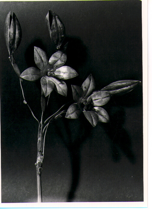 attributo iconografico di immagine sacra - bottega napoletana (metà sec. XIX)