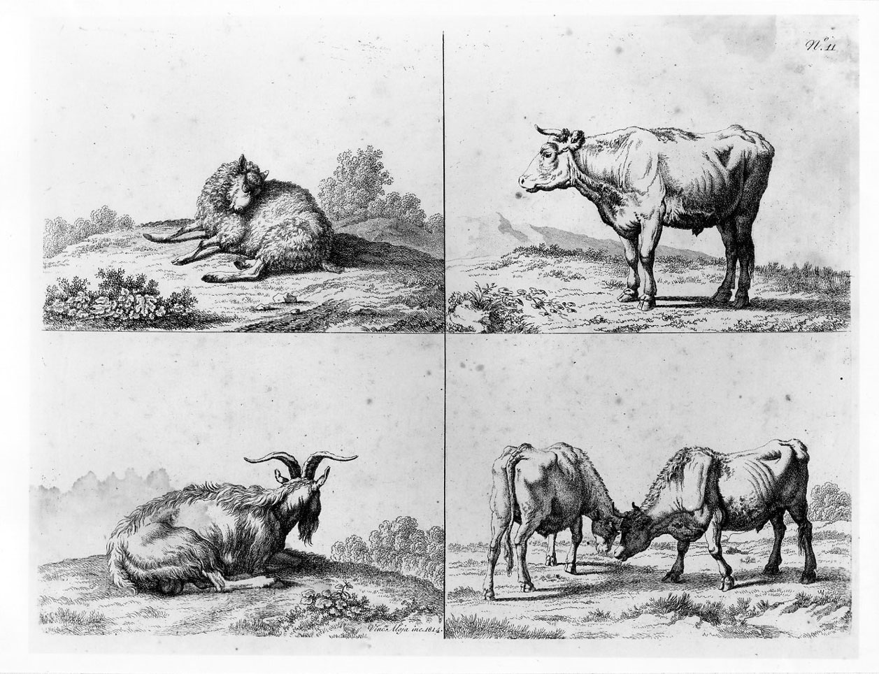 Pecora; Capra; Bue; Buoi che combattono (stampa) di Noja Vincenzo (sec. XIX)