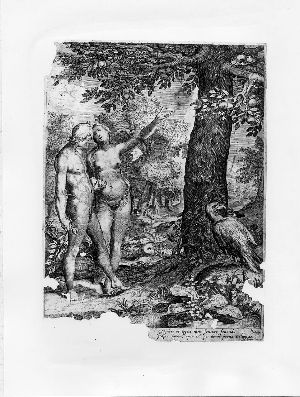 Adamo ed Eva di fronte all'albero del bene e del male (stampa smarginata) di Sadeler Marcus Christoph, Saenredam Jan Pietersz, Bloemaert Abraham (fine/inizio secc. XVI/ XVII)