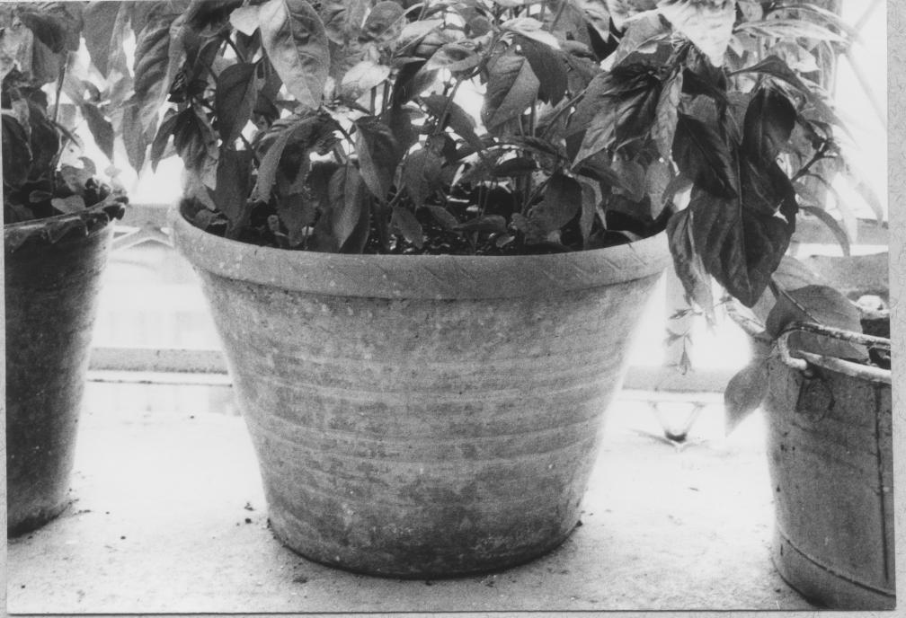 catino di Michele Raddi (1930/ 1935)