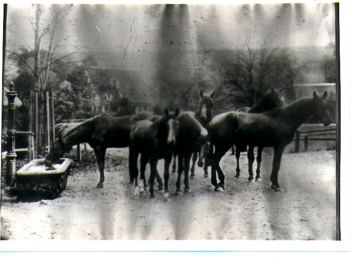 cavalli (positivo) di nr - ambito lucano (fine/inizio XIX/ XX)