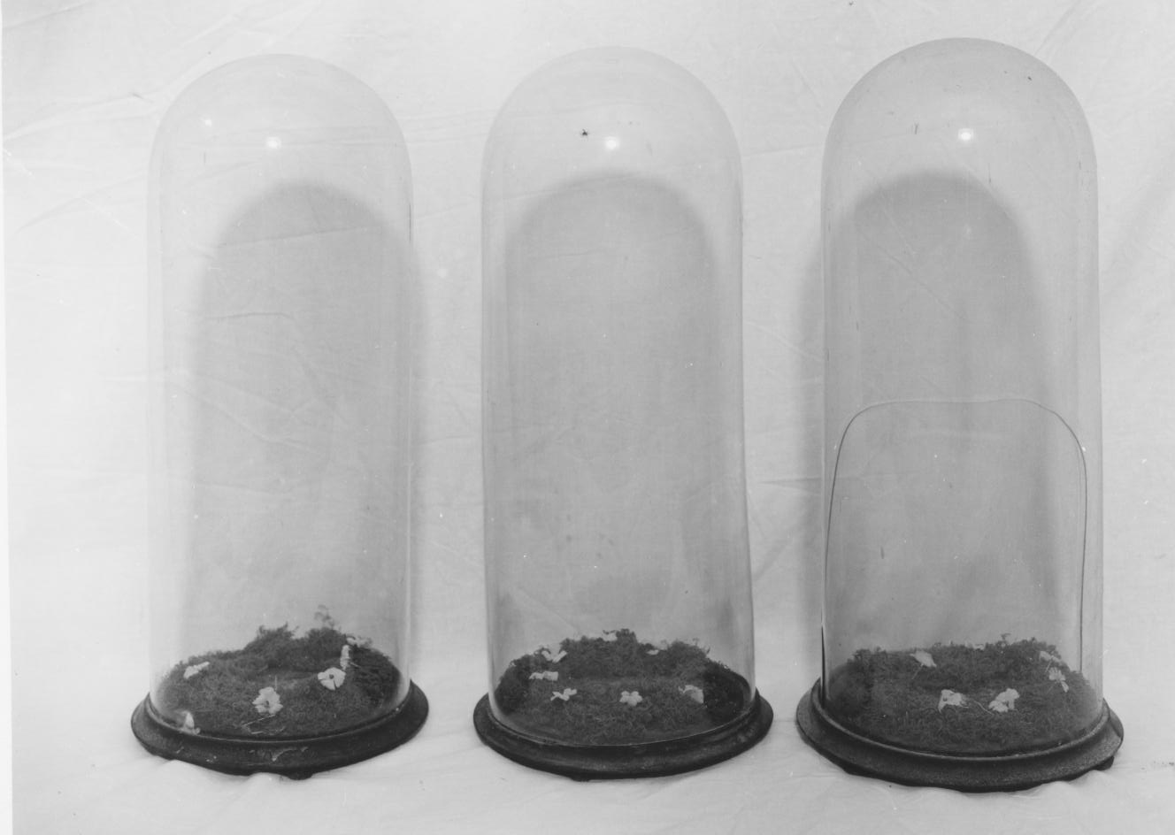 teca, serie - bottega Italia meridionale (metà sec. XIX)