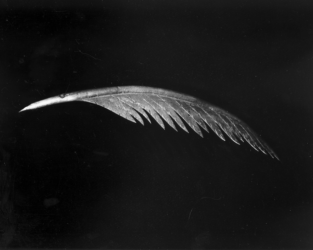 attributo iconografico di immagine sacra, opera isolata - bottega Italia meridionale (sec. XIX)