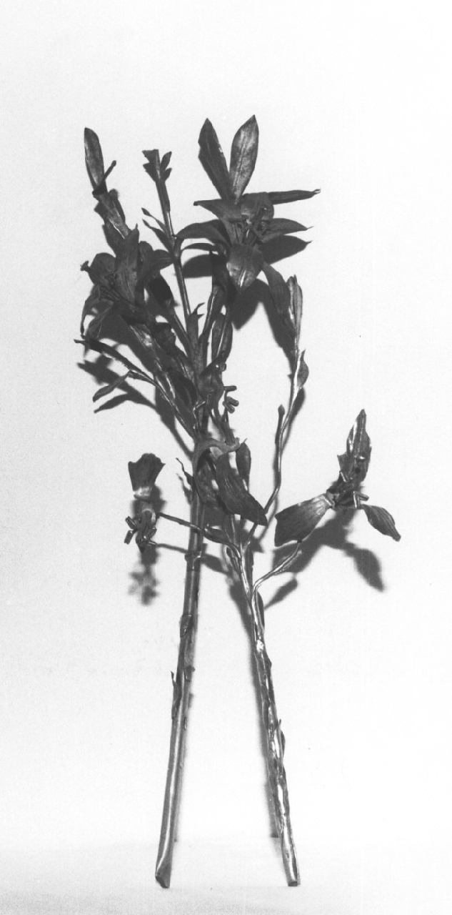 fiore (decorazione, serie) - bottega Italia meridionale (sec. XVIII)