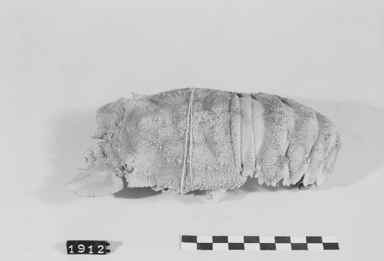 guscio di scyllarus arctus, amuleti - manifattura (sec. XX)