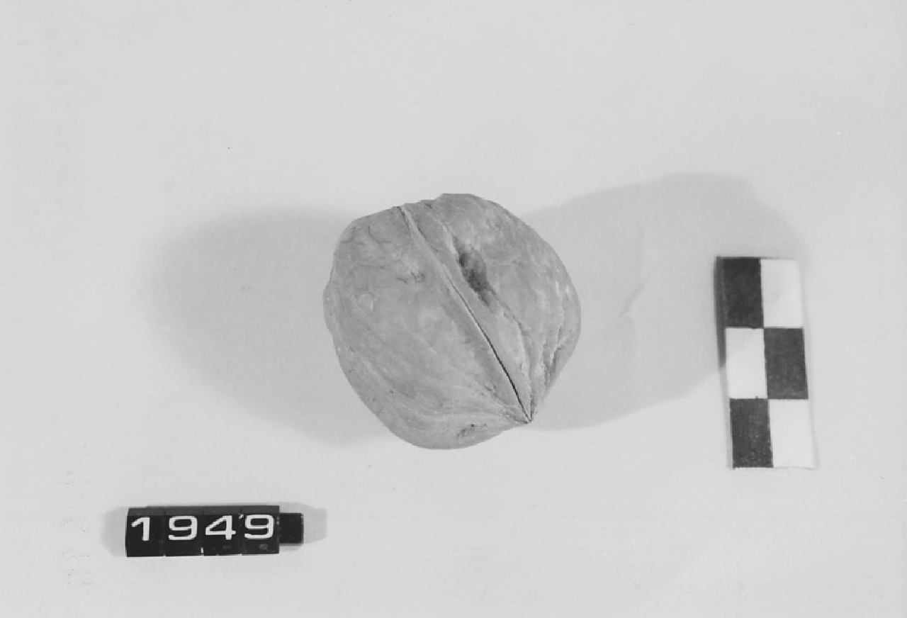 noce, amuleti - manifattura (sec. XX)