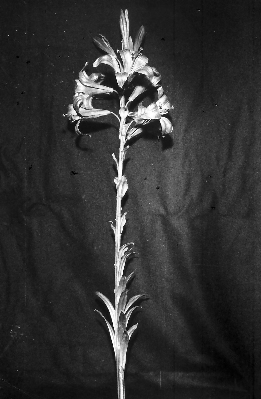 decorazione plastica, opera isolata - bottega napoletana (sec. XIX)