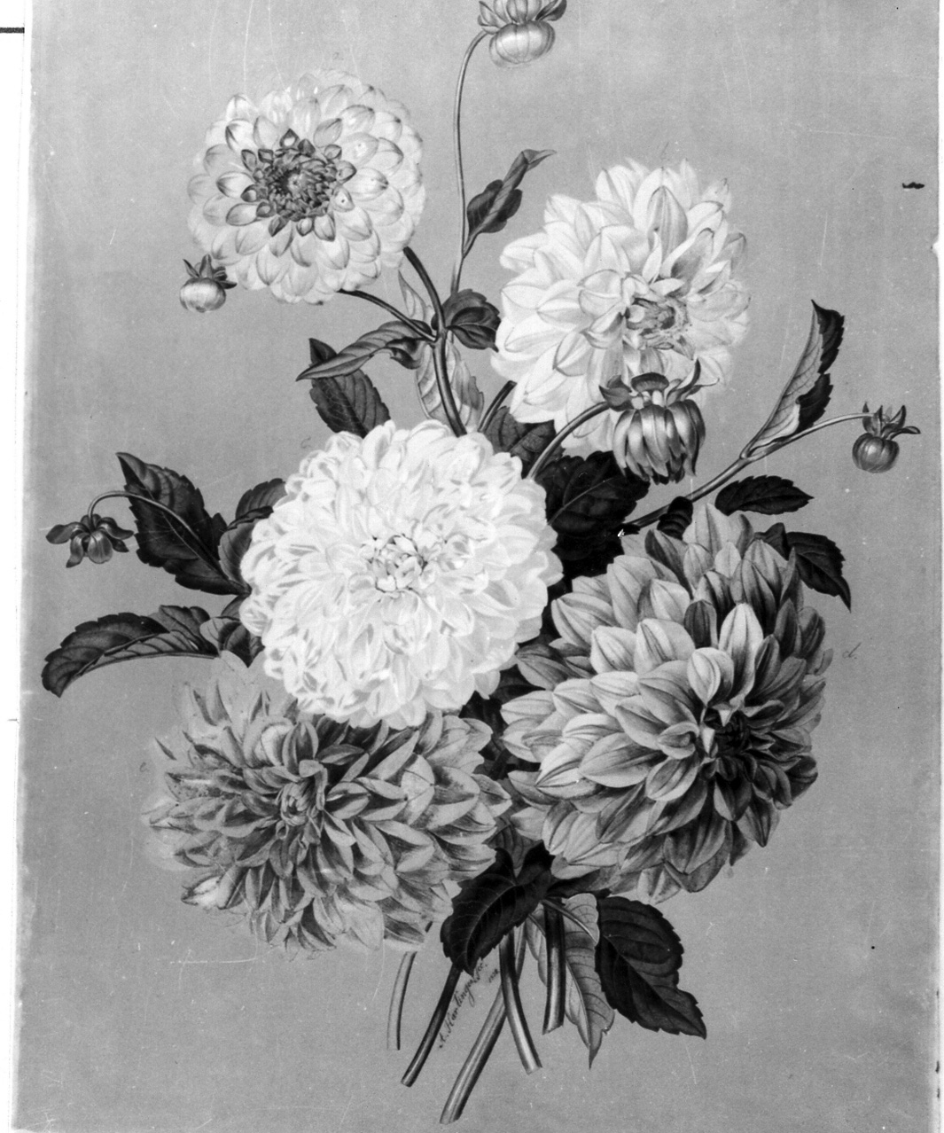 fiori (dipinto) di Hartinger Anton (sec. XIX)