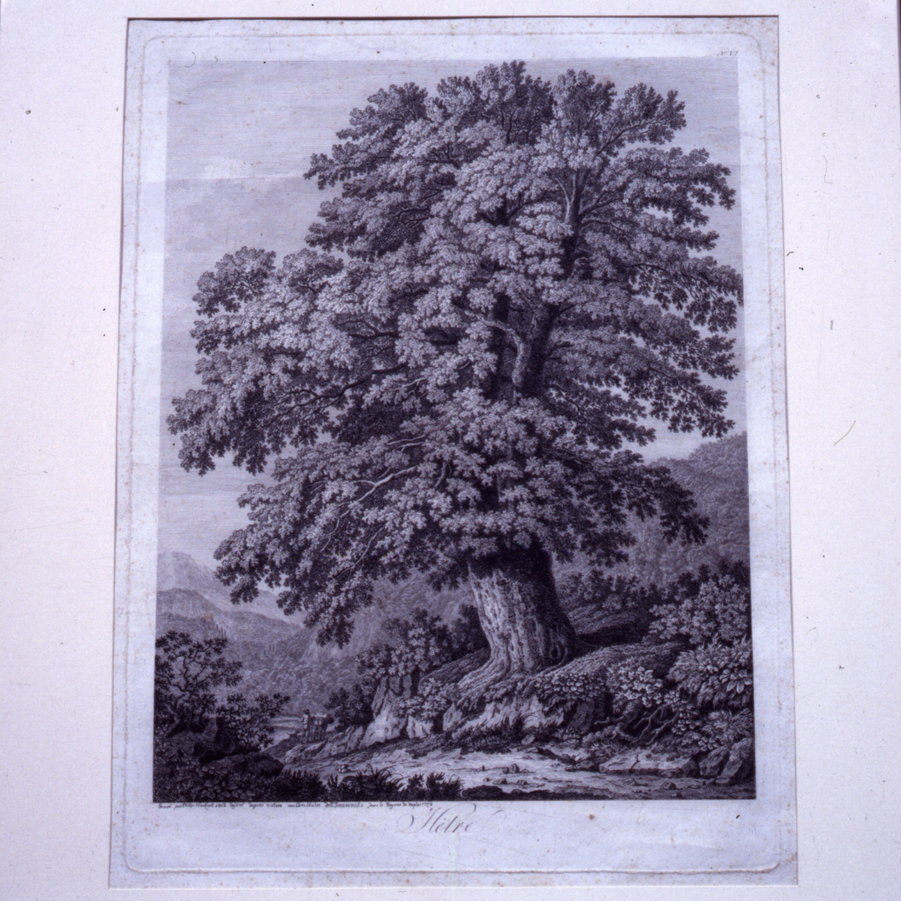 paesaggio con alberi (stampa) di Hackert Philipp (sec. XIX)