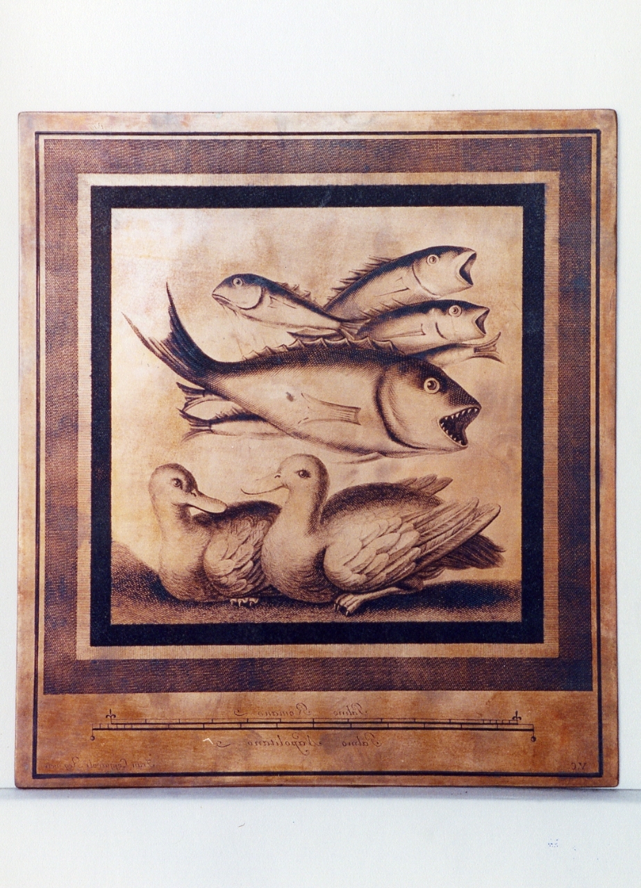 pesci ed anatre (matrice) di Cepparoli Francesco, Campana Vincenzo (sec. XVIII)