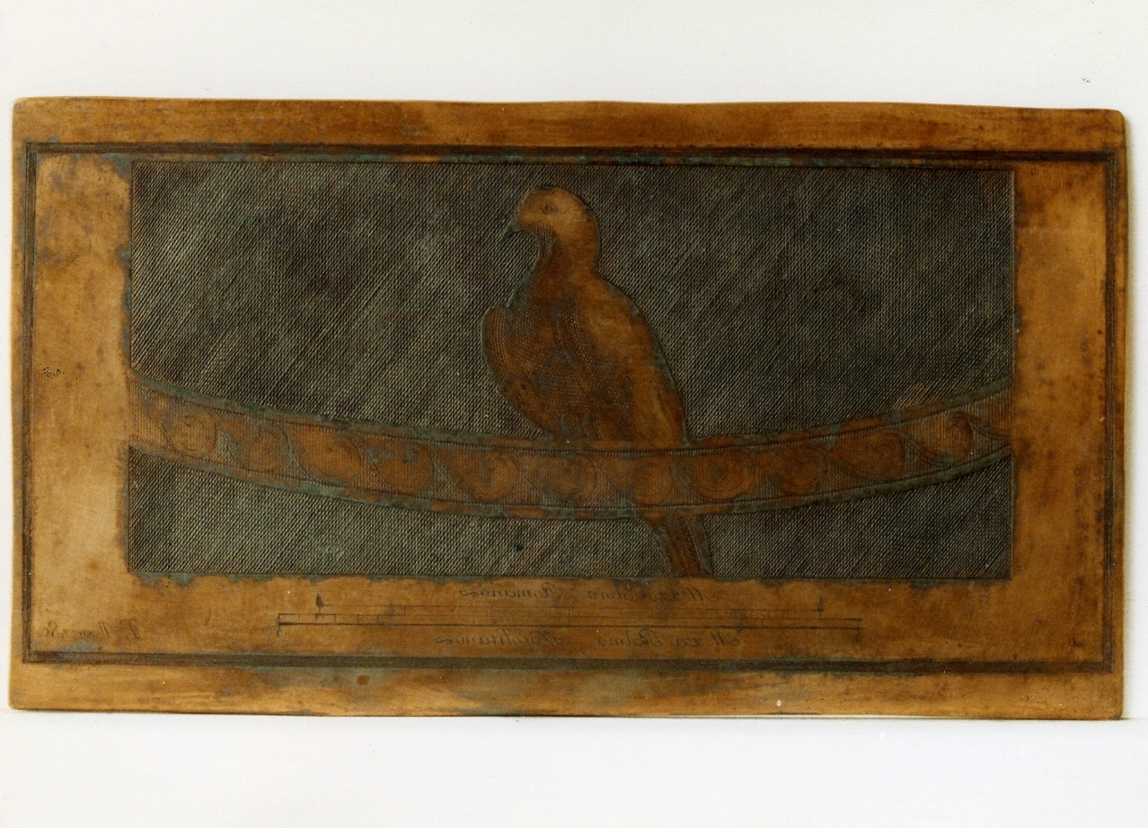 motivo decorativo con pappagallo (matrice) di Alvarez Thomas, Campana Vincenzo (sec. XVIII)