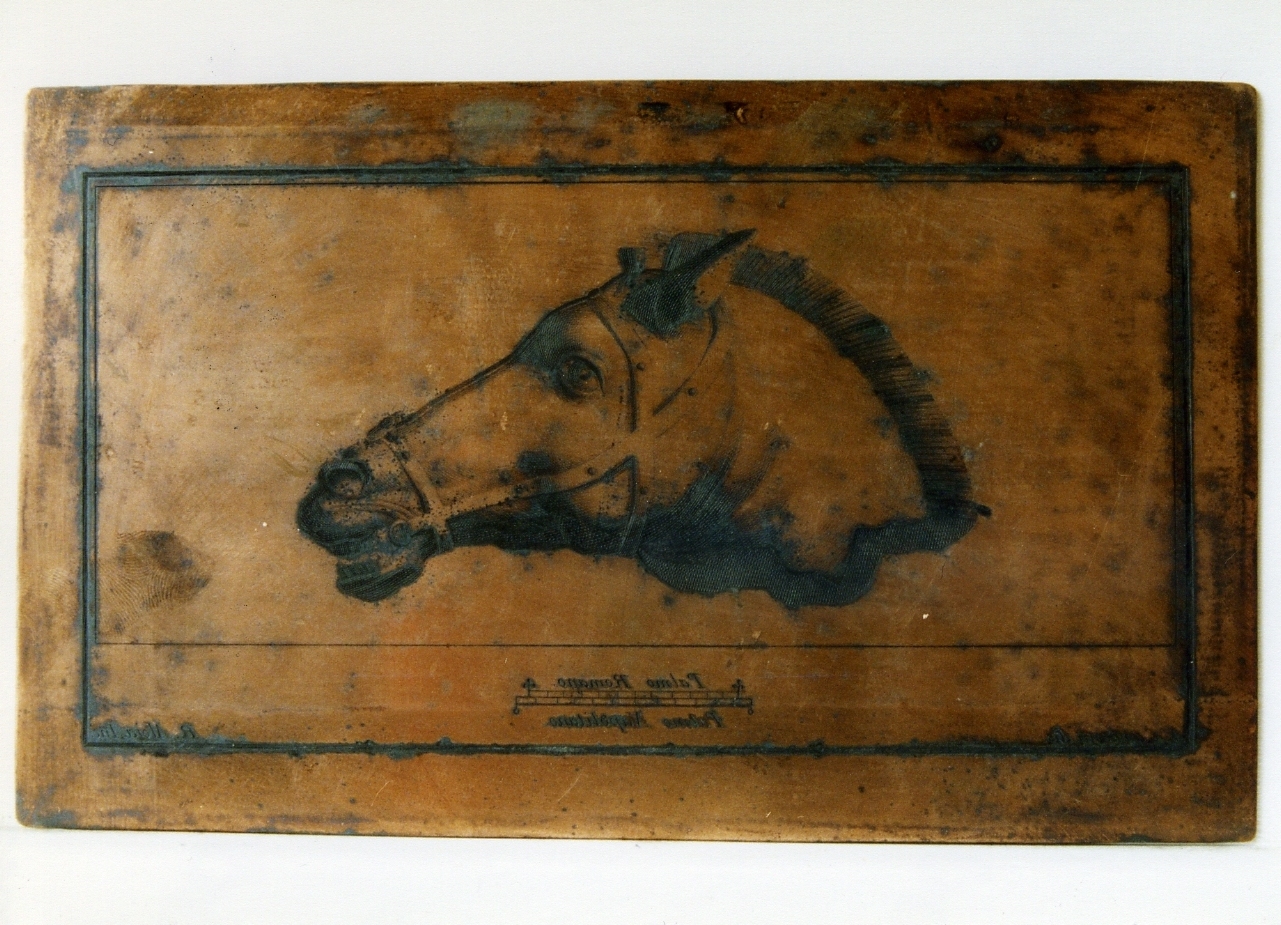 testa di cavallo in bronzo (matrice) di Aloja Raffaele, Campana Vincenzo (sec. XVIII)