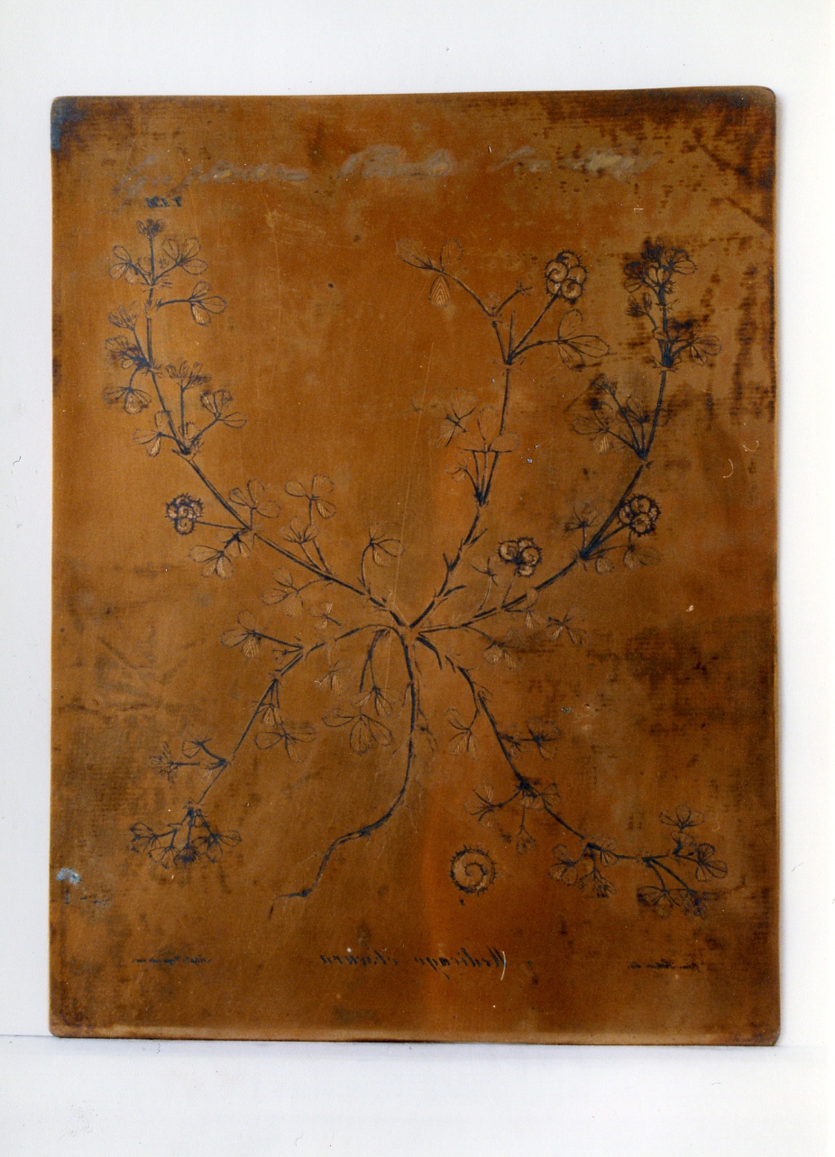 pianta rara: Medicago Obscura (matrice) di Lettieri Giuseppe, Imperato Filippo (sec. XIX)