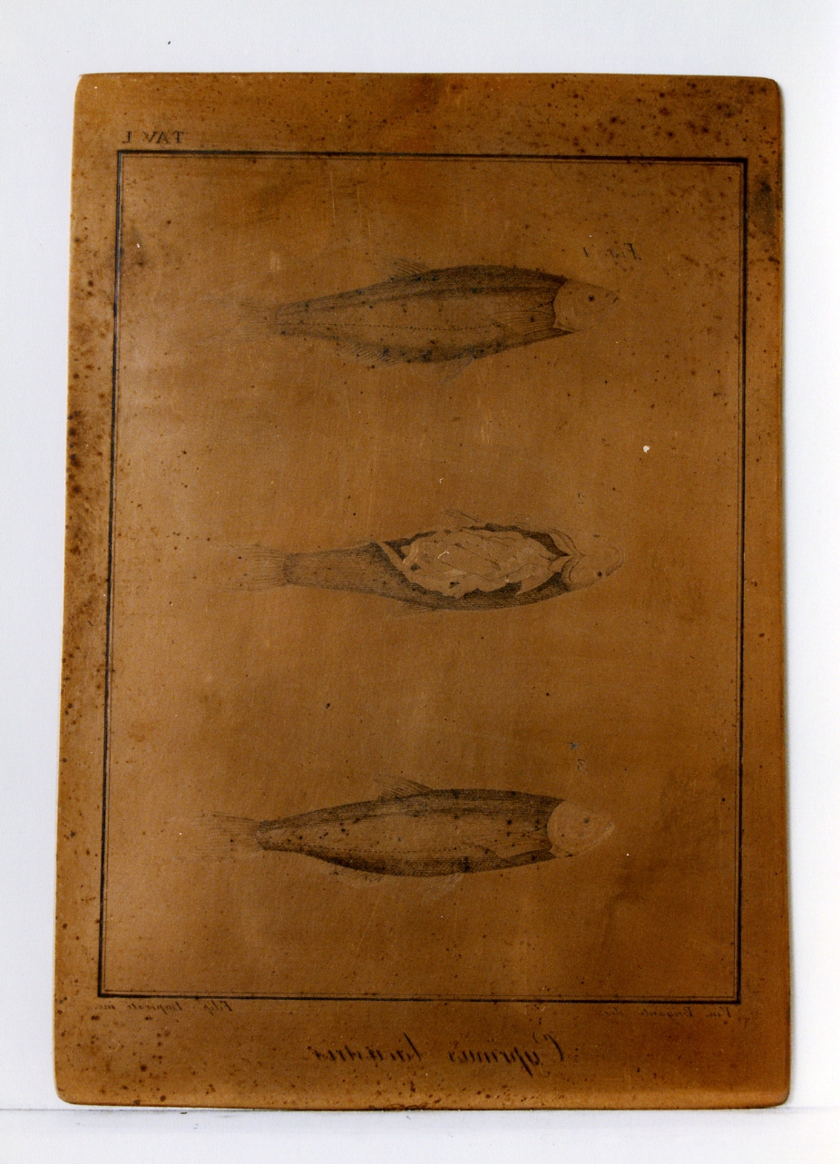 pesce: Cyprinus Lacustris (matrice) di Imperato Filippo, Briganti Vincenzo (sec. XIX)