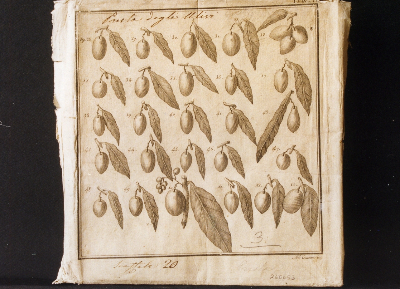 vari tipi di olive (stampa controfondata) di Cesarano Niccolò, Balsamo Luigi Bonaventura (ultimo quarto sec. XVIII)
