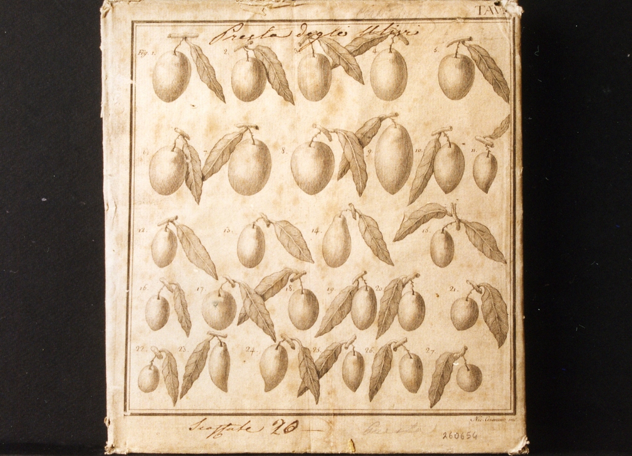 vari tipi di olive (stampa controfondata) di Cesarano Niccolò (ultimo quarto sec. XVIII)