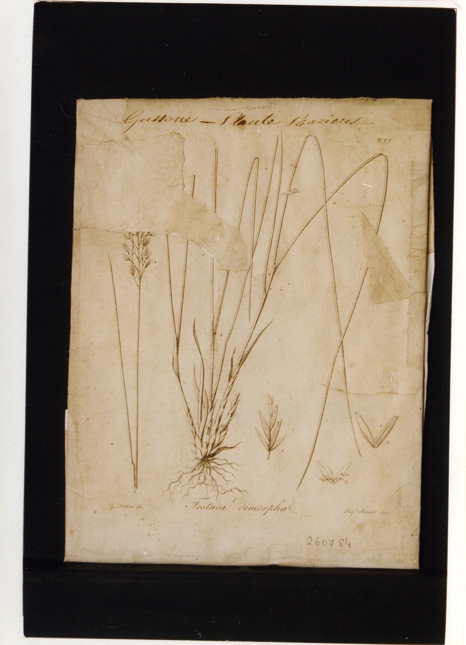 pianta rara: Festuca Dimorphal (stampa controfondata) di Lettieri Giuseppe, Biondi Raffaele (sec. XIX)