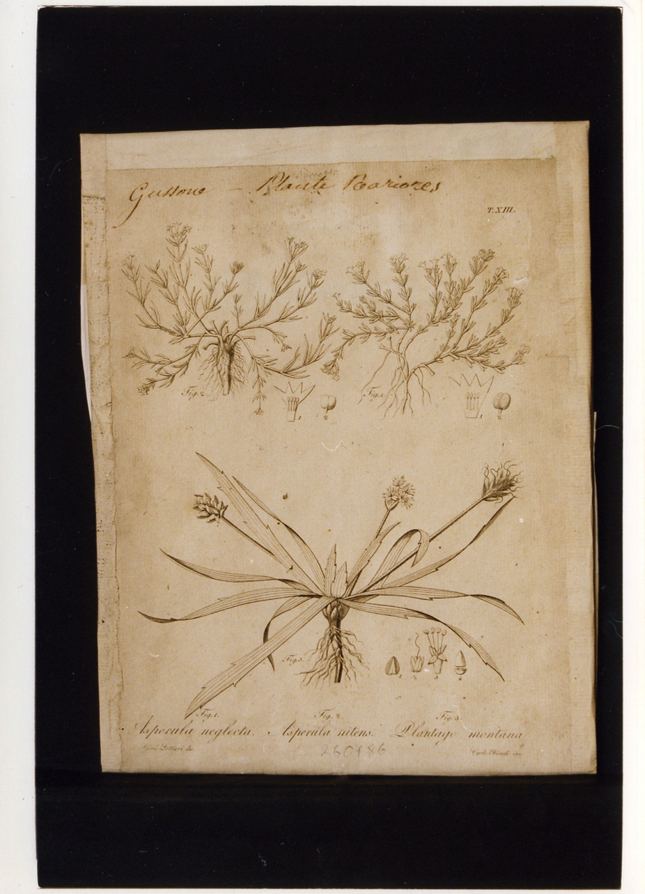 piante rare: Asperula neglecta, Asperula nitens, Plantago montana (stampa controfondata) di Biondi Carlo, Lettieri Giuseppe (prima metà sec. XIX)