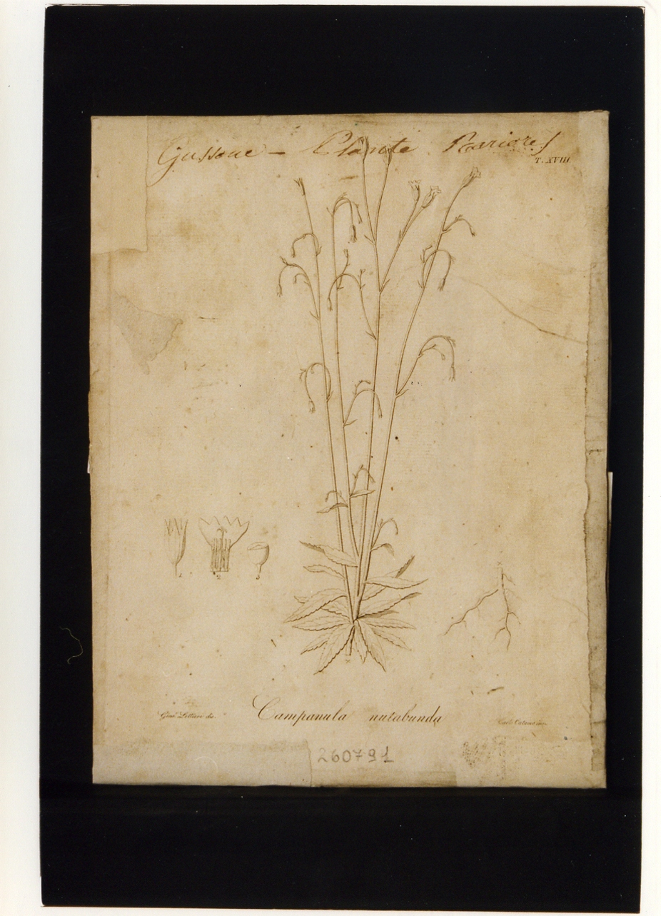 pianta rara: Campanula nutabunda (stampa controfondata) di Lettieri Giuseppe, Cataneo Carlo (sec. XIX)
